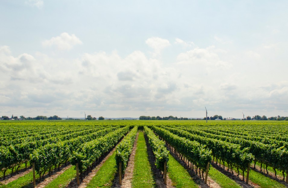 Winnice i terroir sec photo